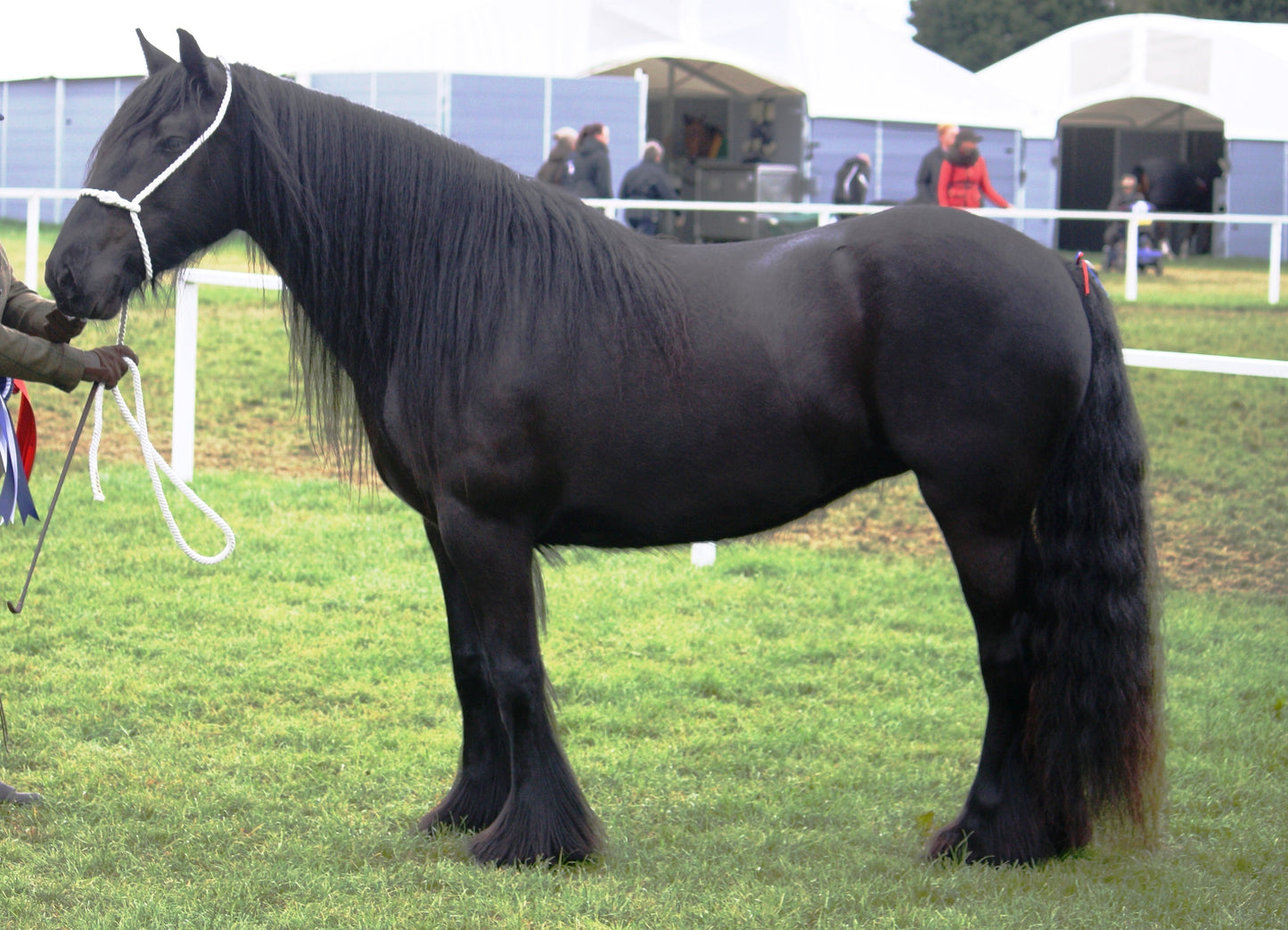 Dales Pony Glossy Poster Picture Photo Print Banner  Booma Prints
