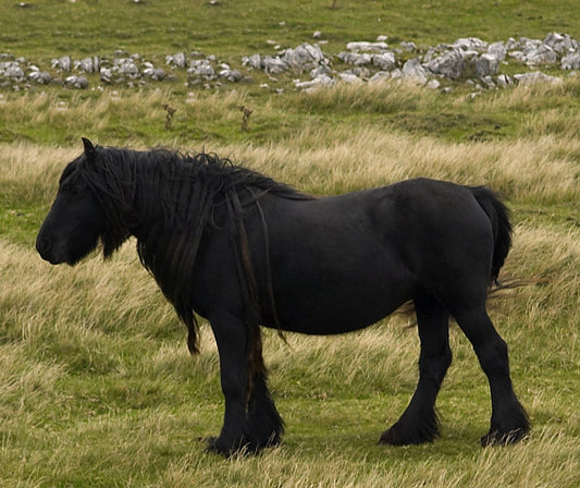 Dales Pony Black Glossy Poster Picture Photo Print Banner  Booma Prints