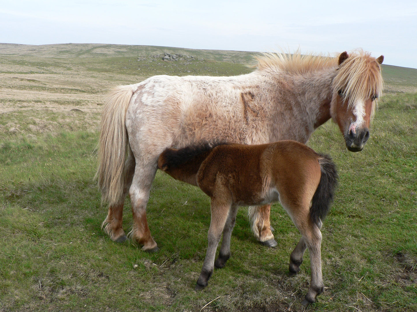 Dartmoor Ponies Pony Glossy Poster Picture Photo Print Banner  Booma Prints