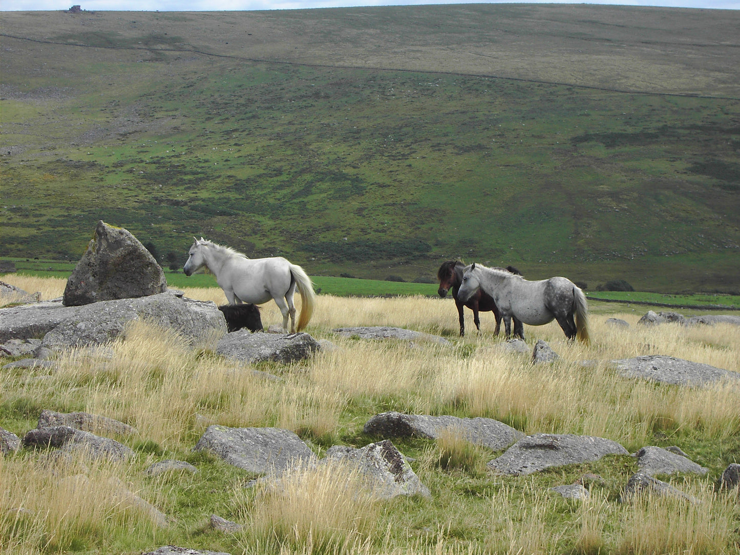 Dartmoor Pony Ponies On Pasture Glossy Poster Picture Photo Print Banner  Booma Prints