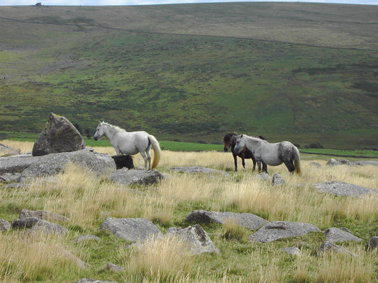 Dartmoor Pony Ponies On Pasture Glossy Poster Picture Photo Print Banner  Booma Prints