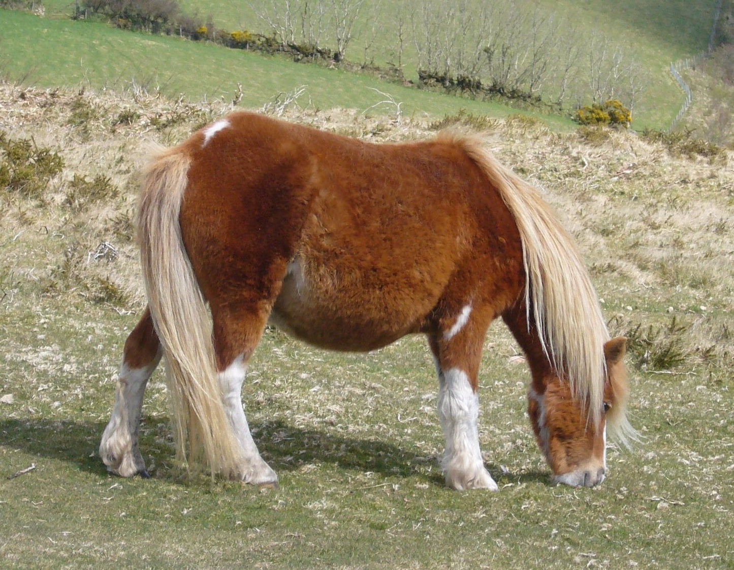 Dartmoor Pony Grazing Glossy Poster Picture Photo Print Banner  Booma Prints