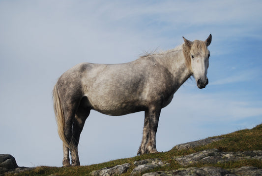 Eriskay Pony Glossy Poster Picture Photo Print Banner  Booma Prints
