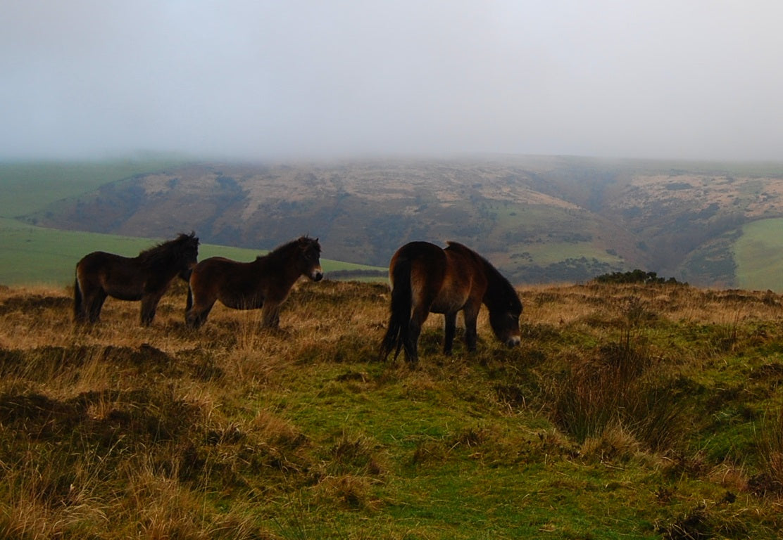 Exmoor Pony Glossy Poster Picture Photo Print Banner  Booma Prints