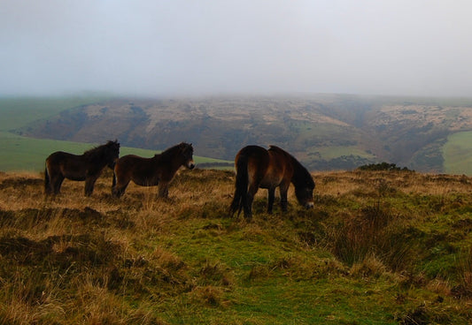 Exmoor Pony Glossy Poster Picture Photo Print Banner  Booma Prints
