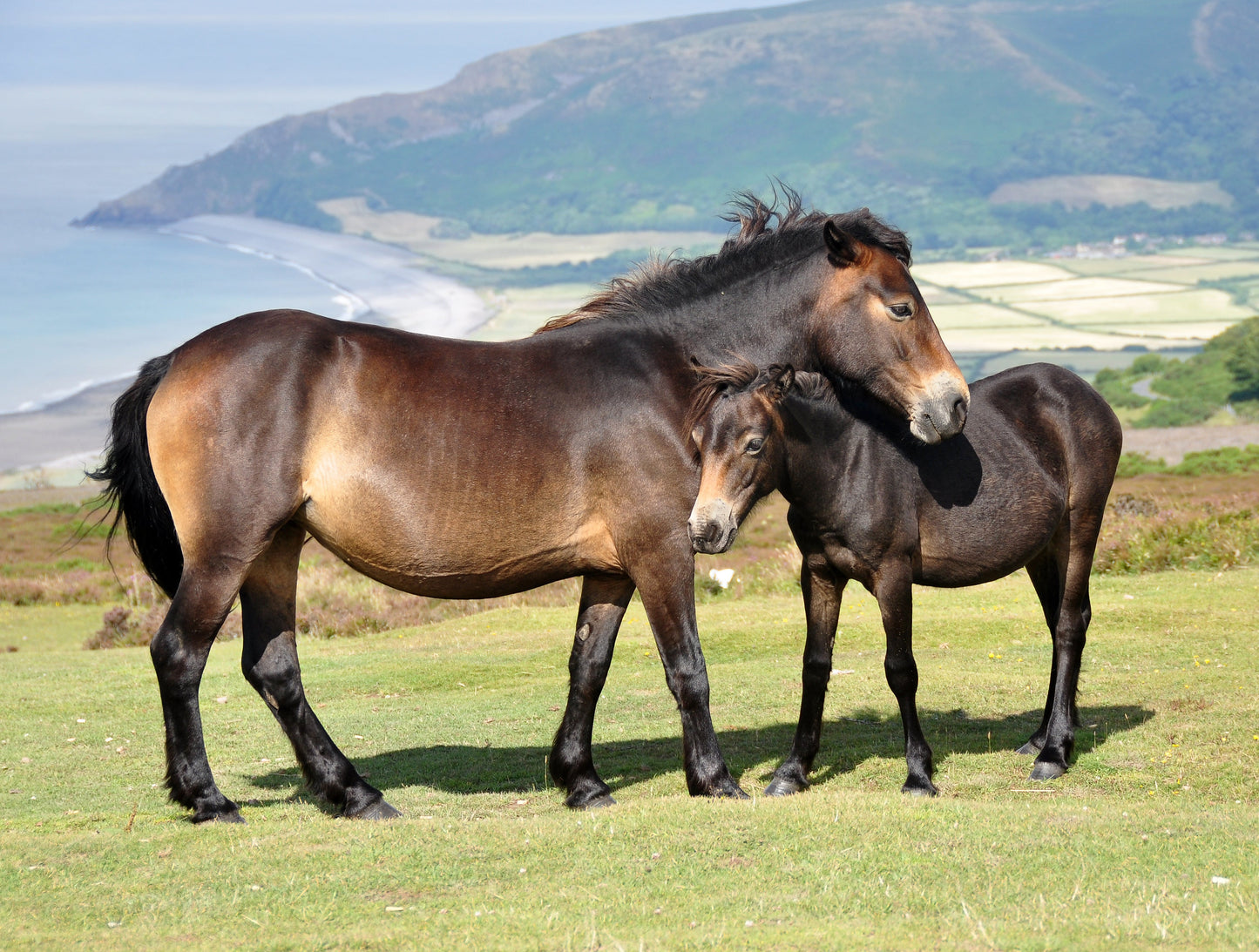 Exmoor Pony Ponies Glossy Poster Picture Photo Print Banner  Booma Prints