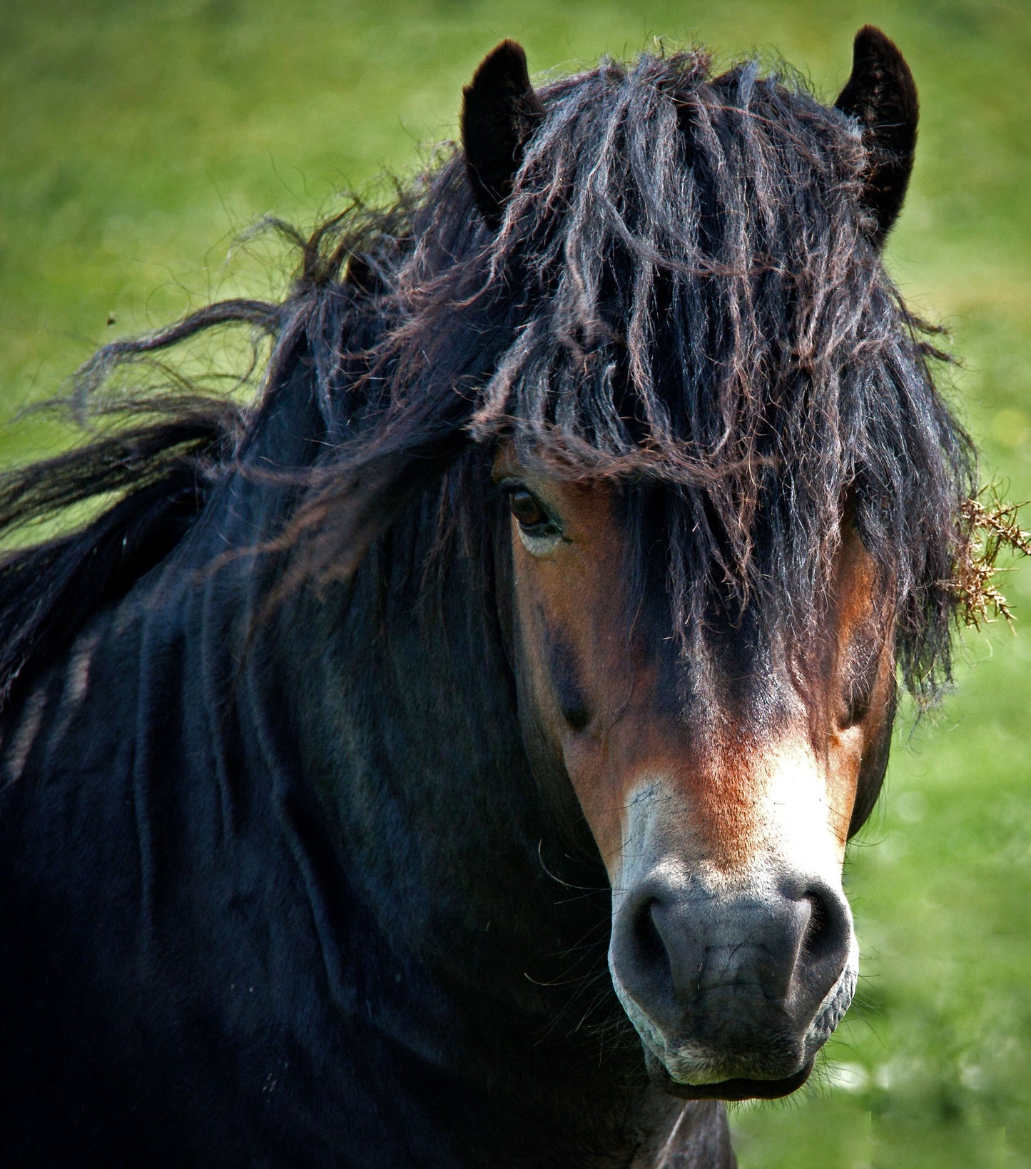 Exmoor Pony Black Glossy Poster Picture Photo Print Banner  Booma Prints