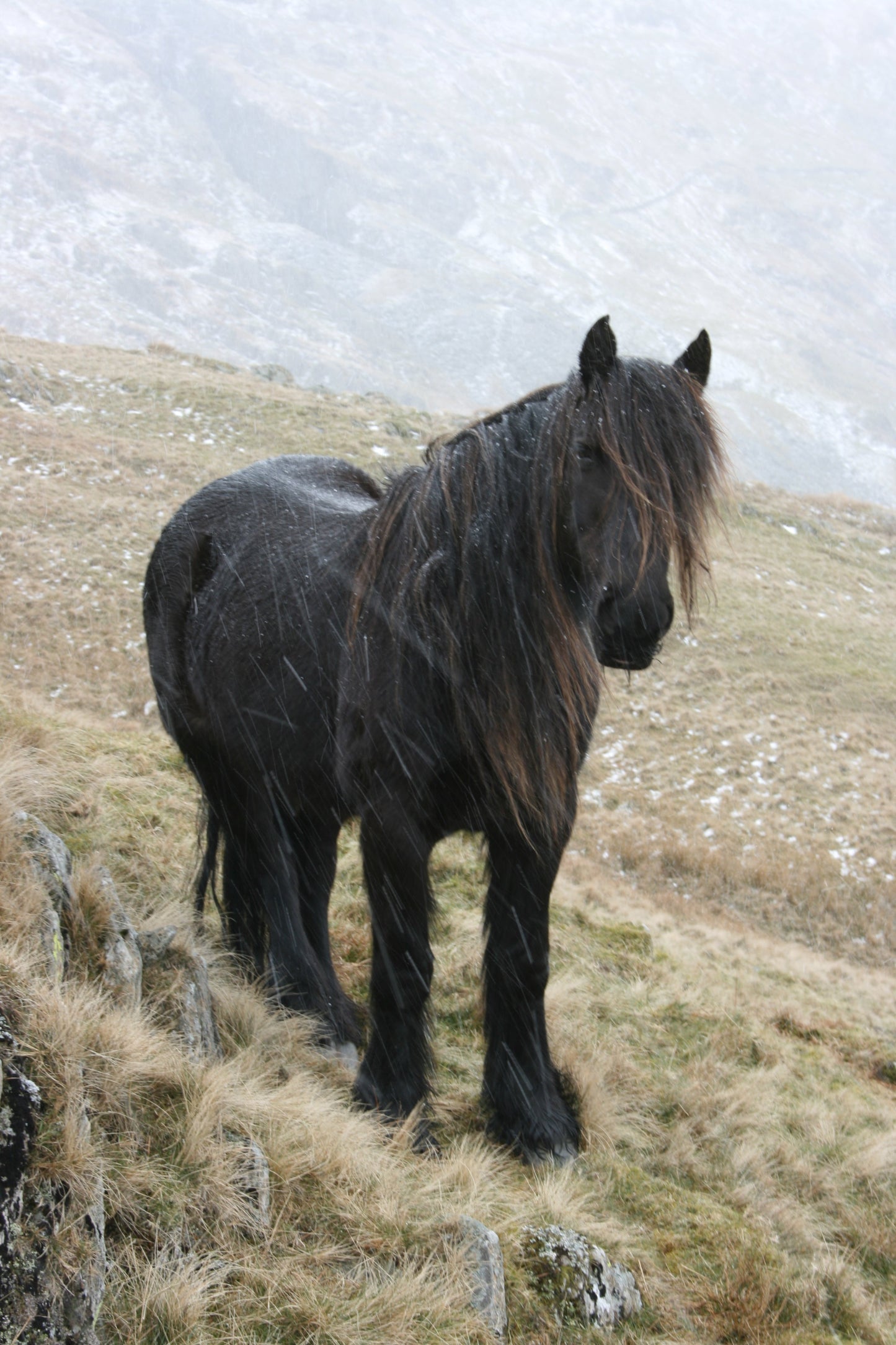 Fell Pony Glossy Poster Picture Photo Print Banner  Booma Prints