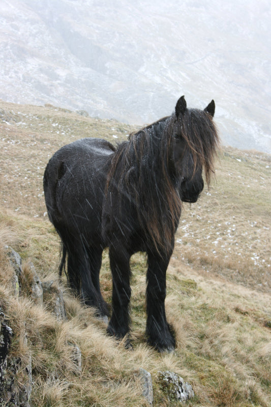 Fell Pony Glossy Poster Picture Photo Print Banner  Booma Prints