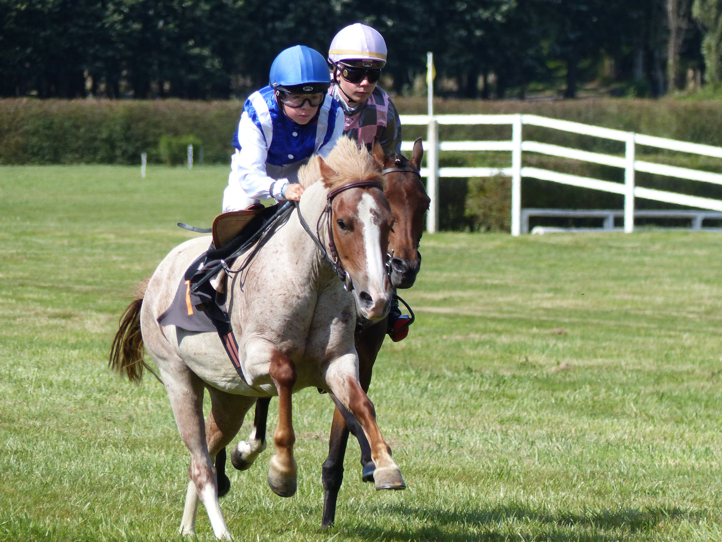 French Saddle Pony Glossy Poster Picture Photo Print Banner  Booma Prints