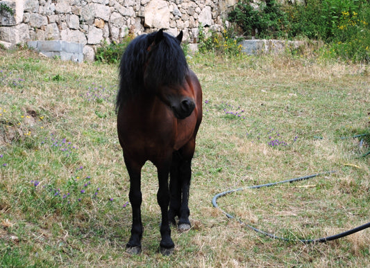 Galician Pony Horse Glossy Poster Picture Photo Print Banner  Booma Prints