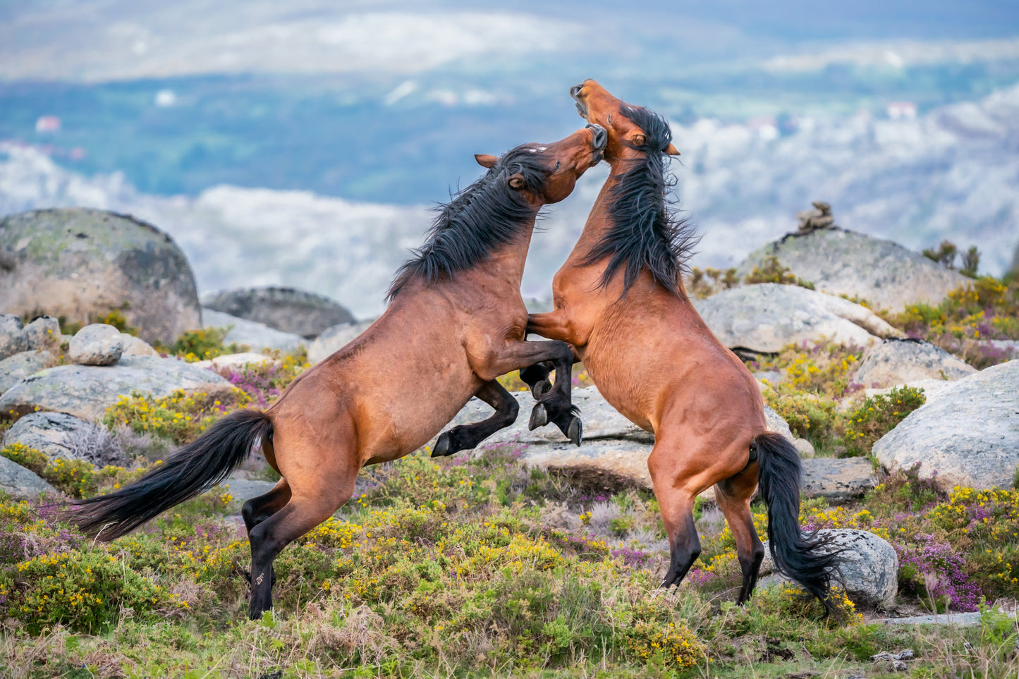 Garrano Pony Ponies Glossy Poster Picture Photo Print Banner  Booma Prints
