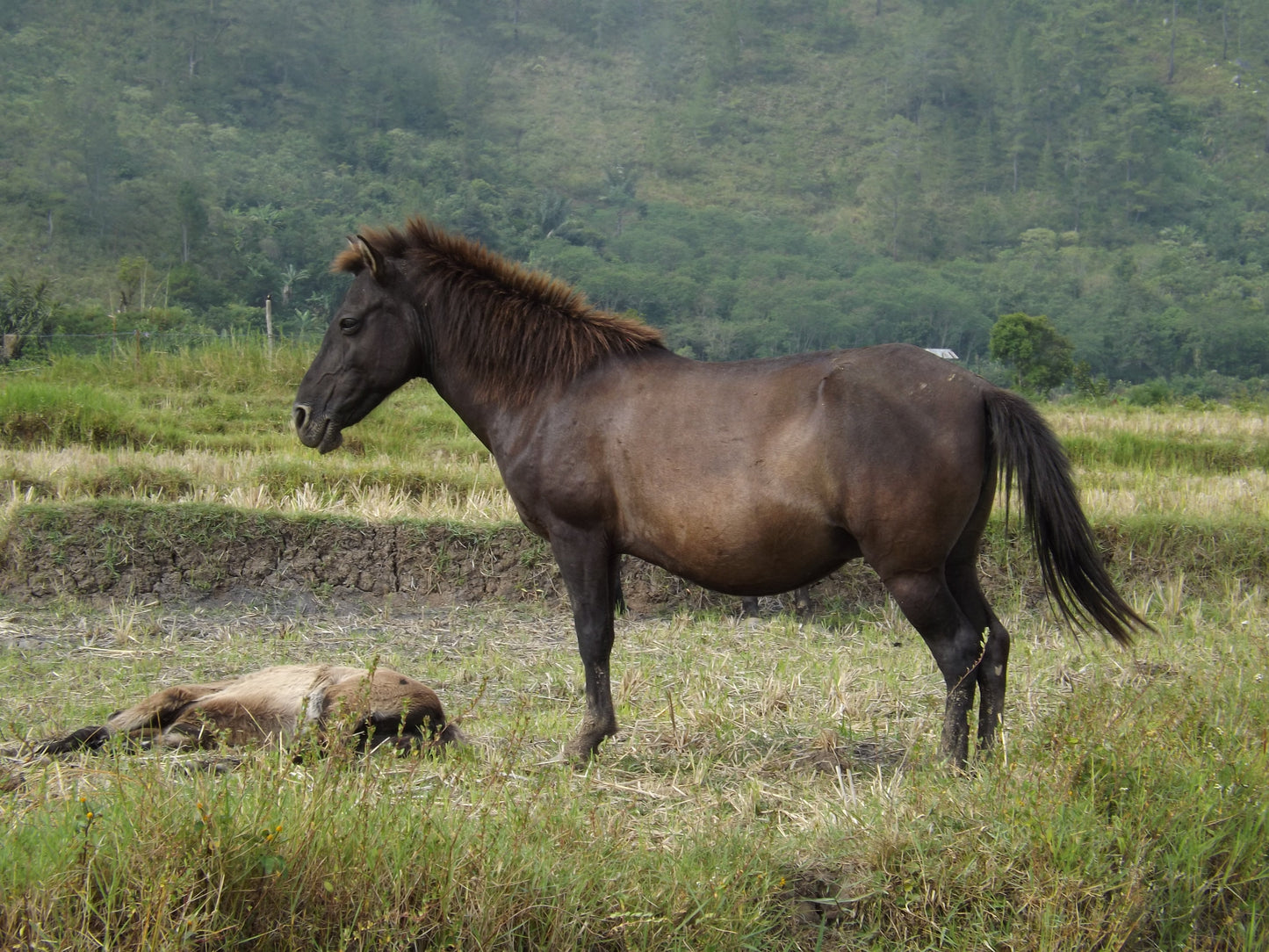 Gayoe Pony Glossy Poster Picture Photo Print Banner  Booma Prints