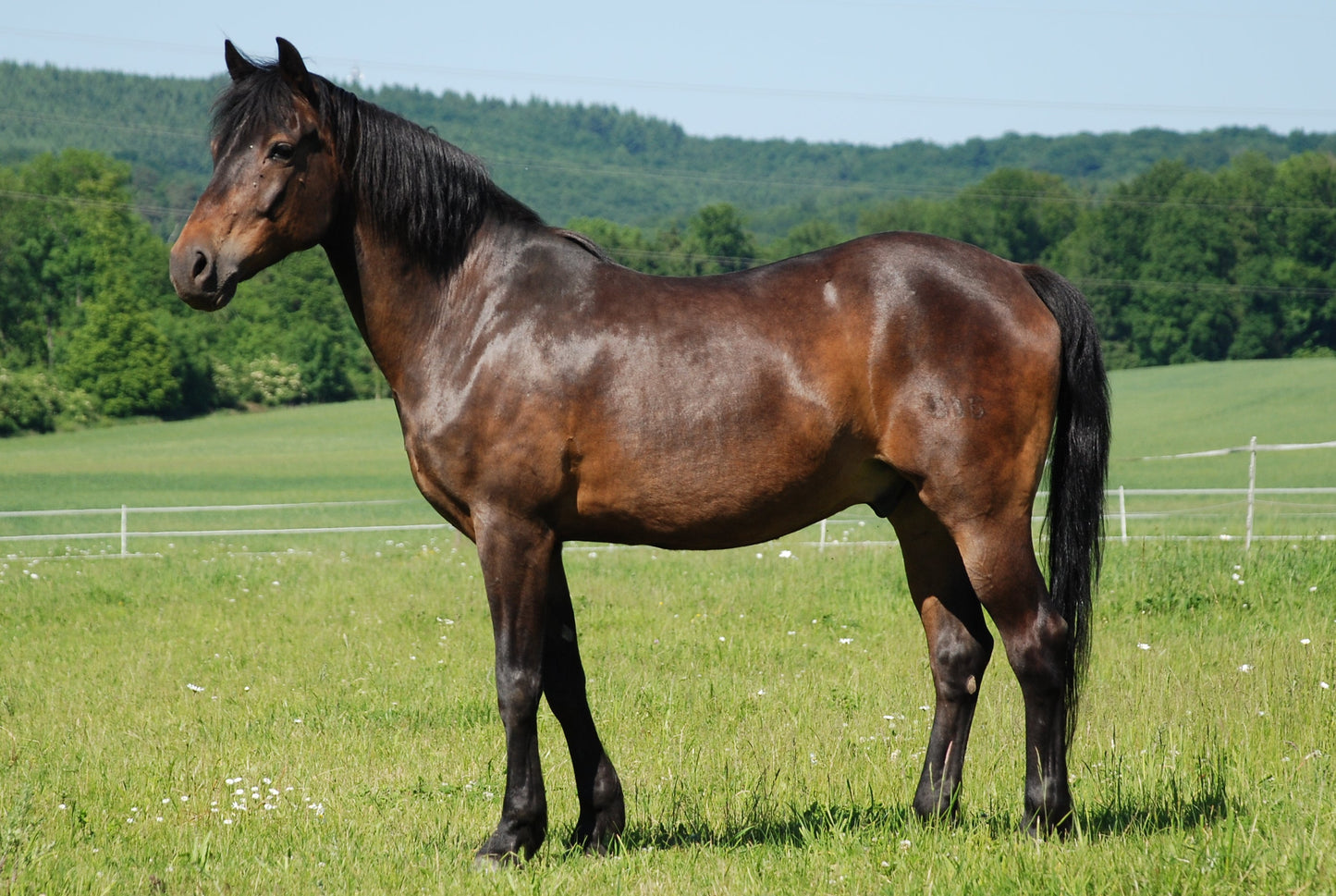 German Riding Pony Glossy Poster Picture Photo Print Banner  Booma Prints