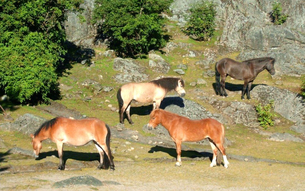 Gotland Russ Ponies Pony Glossy Poster Picture Photo Print Banner  Booma Prints