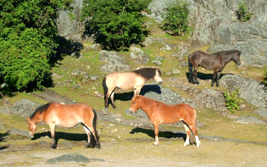 Gotland Russ Ponies Pony Glossy Poster Picture Photo Print Banner  Booma Prints