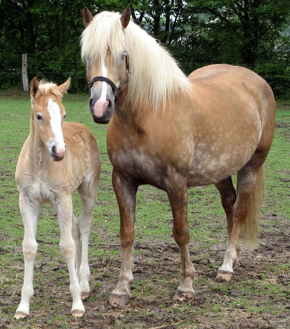 Haflinger Ponies Pony Glossy Poster Picture Photo Print Banner  Booma Prints