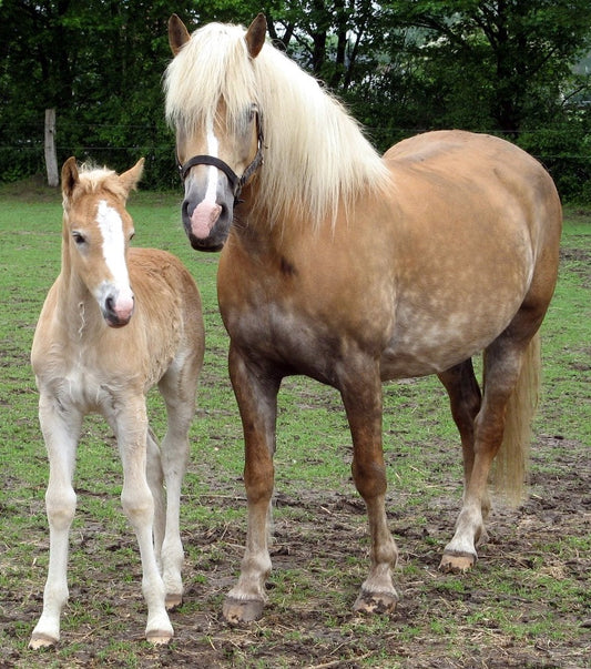 Haflinger Ponies Pony Glossy Poster Picture Photo Print Banner  Booma Prints
