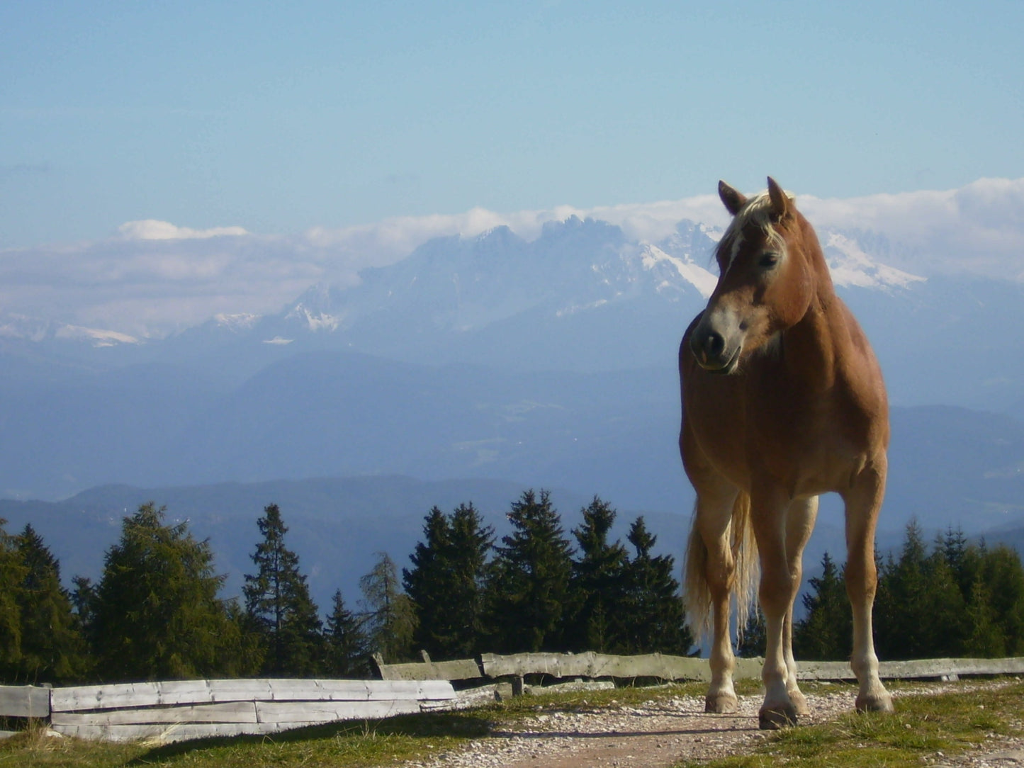 Haflinger Pony Glossy Poster Picture Photo Print Banner  Booma Prints