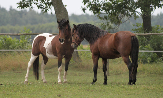 Hucul Pony Glossy Poster Picture Photo Print Banner  Booma Prints