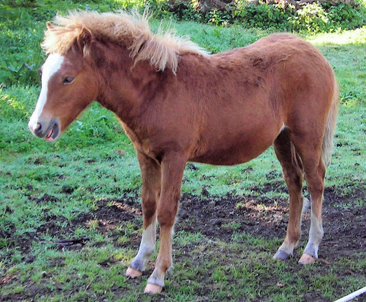Kerry Bog Pony Brown Glossy Poster Picture Photo Print Banner  Booma Prints