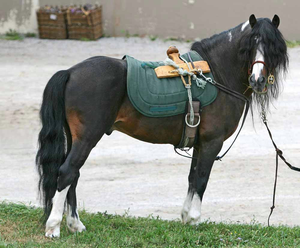 Kerry Bog Pony Black Glossy Poster Picture Photo Print Banner  Booma Prints