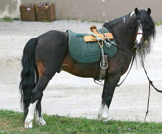 Kerry Bog Pony Black Glossy Poster Picture Photo Print Banner  Booma Prints
