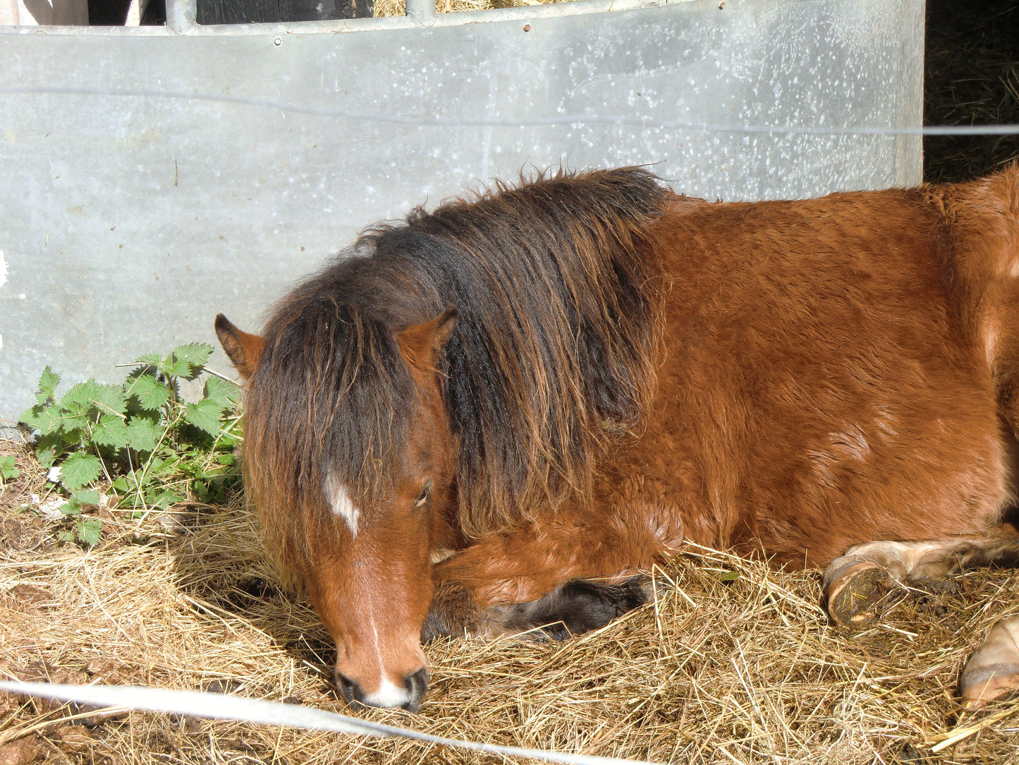Kerry Bog Pony Resting Glossy Poster Picture Photo Print Banner  Booma Prints