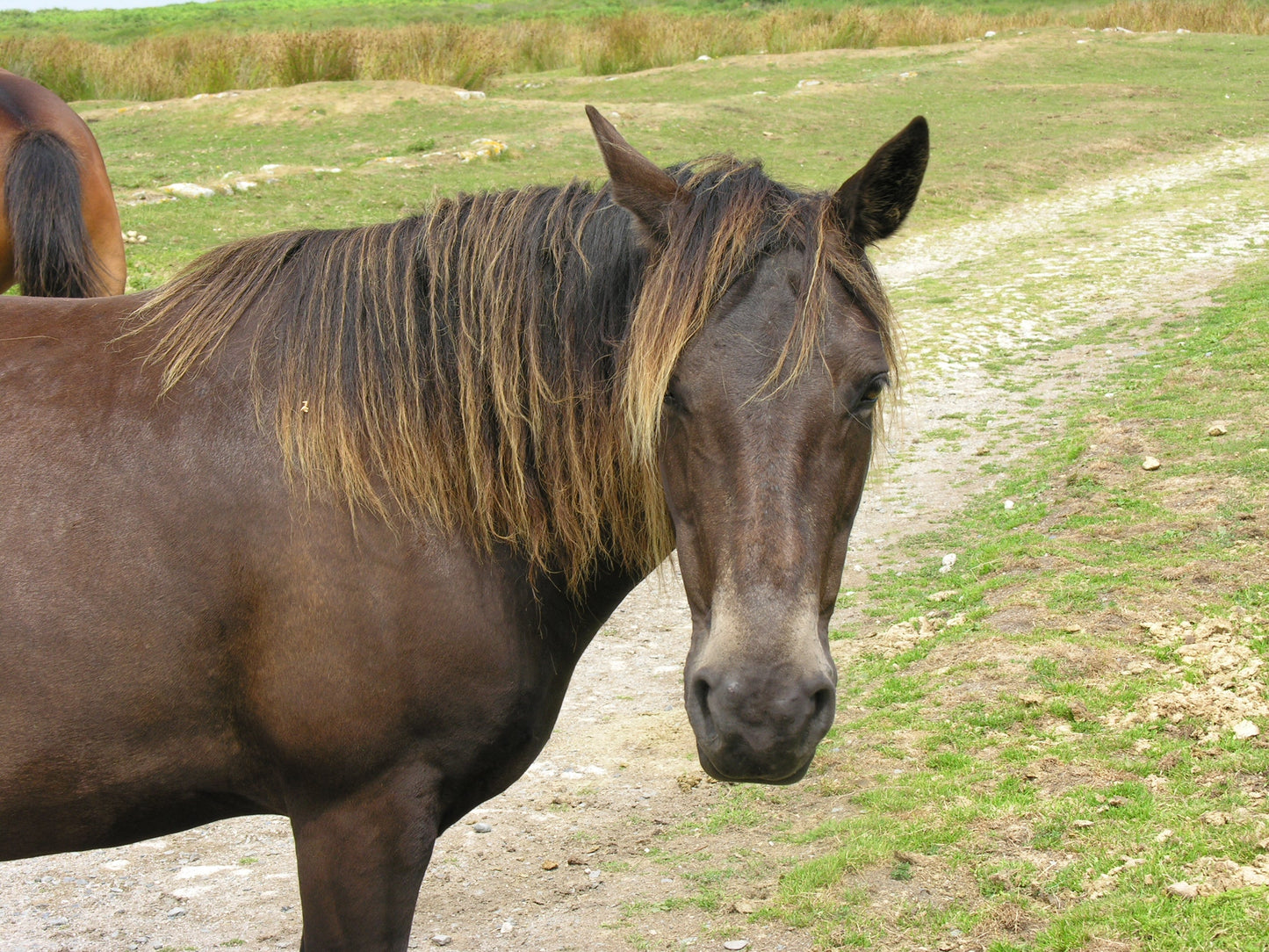 Lundy Pony Glossy Poster Picture Photo Print Banner  Booma Prints