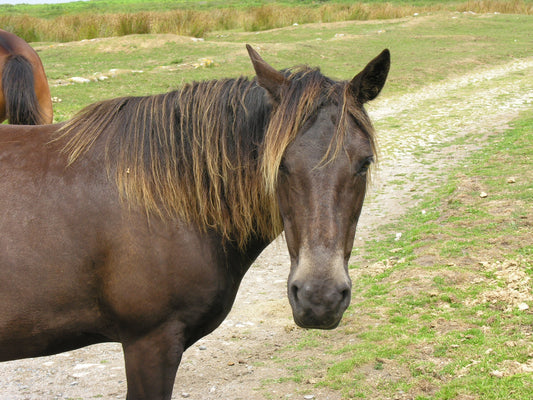 Lundy Pony Glossy Poster Picture Photo Print Banner  Booma Prints