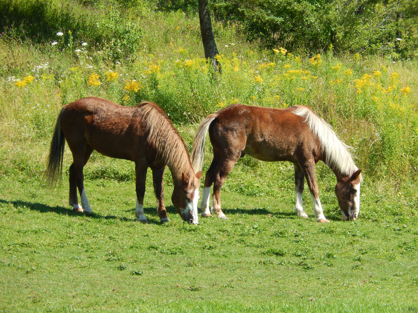 Sable Island Horse Pony Glossy Poster Picture Photo Print Banner  Booma Prints