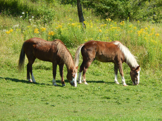 Sable Island Horse Pony Glossy Poster Picture Photo Print Banner  Booma Prints