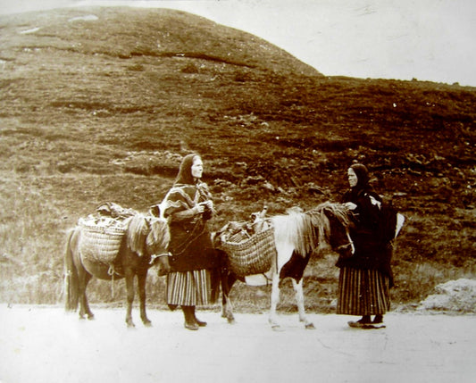 Shetland Pony Ponies 1900 Glossy Poster Picture Photo Print Banner  Booma Prints