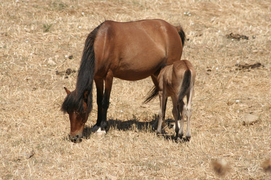 Skyros Pony Glossy Poster Picture Photo Print Banner  Booma Prints