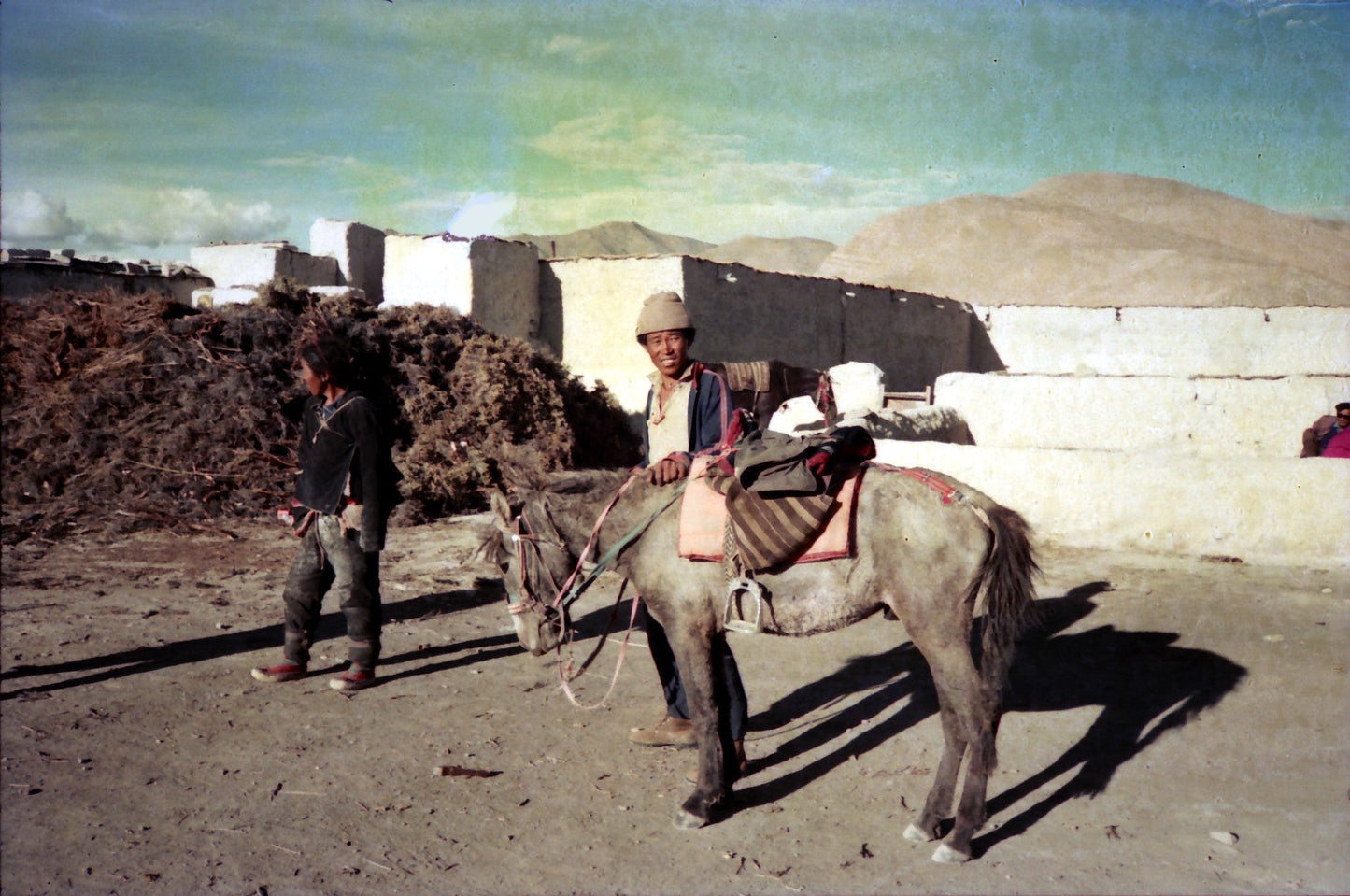 Tibetan Pony Glossy Poster Picture Photo Print Banner  Booma Prints