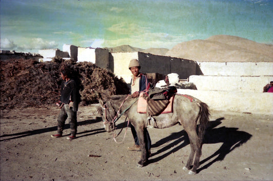Tibetan Pony Glossy Poster Picture Photo Print Banner  Booma Prints