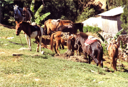 Timor Pony Glossy Poster Picture Photo Print Banner  Booma Prints