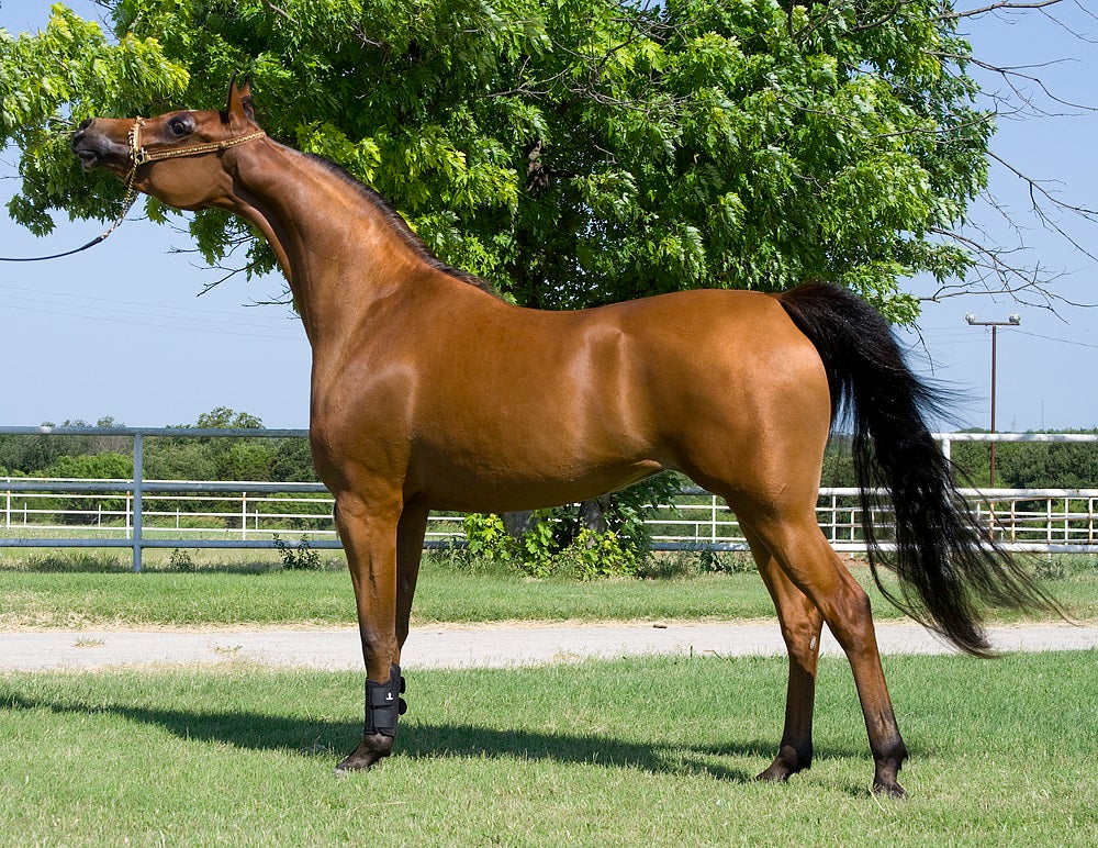 Welara Pony Horse Brown Glossy Poster Picture Photo Print Banner  Booma Prints
