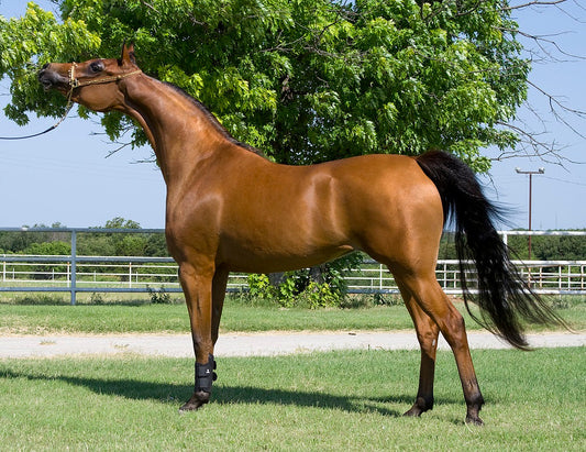 Welara Pony Horse Brown Glossy Poster Picture Photo Print Banner  Booma Prints