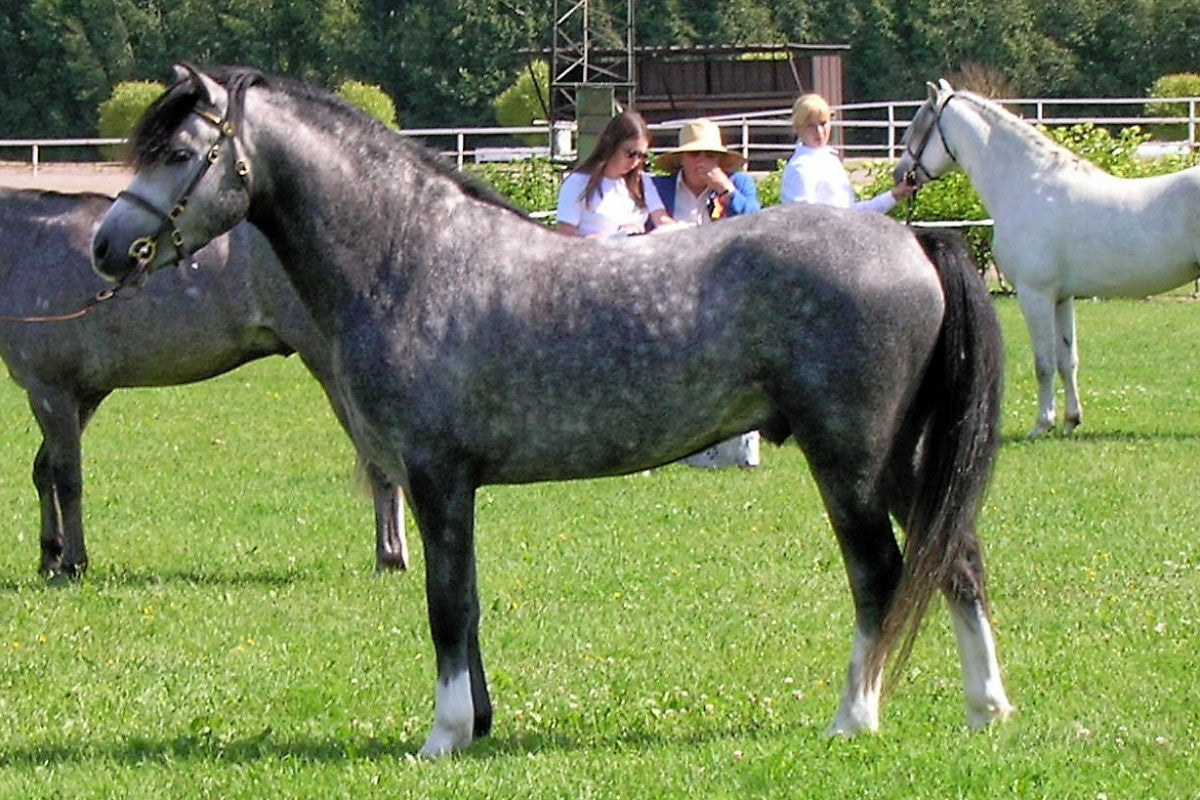 Welara Pony Gray Horse Glossy Poster Picture Photo Print Banner  Booma Prints
