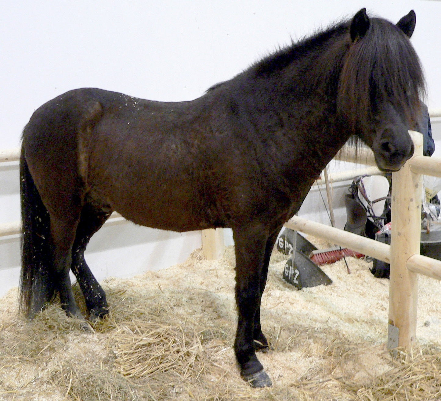 Aegidienberger Horse Glossy Poster Picture Photo Print Banner  Booma Prints