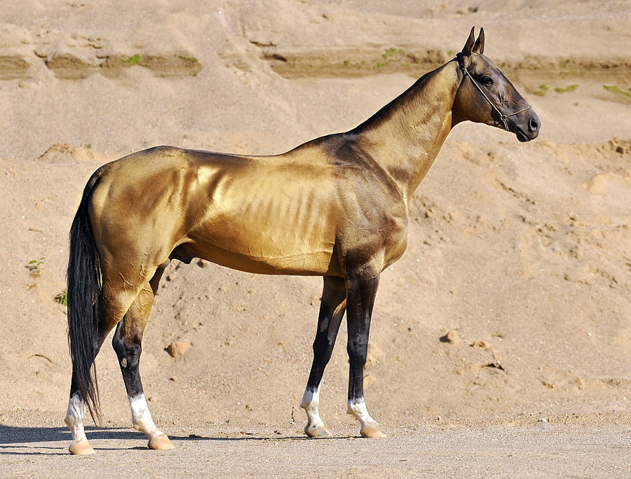 Akhal-Teke Horse Glossy Poster Picture Photo Print Banner  Booma Prints