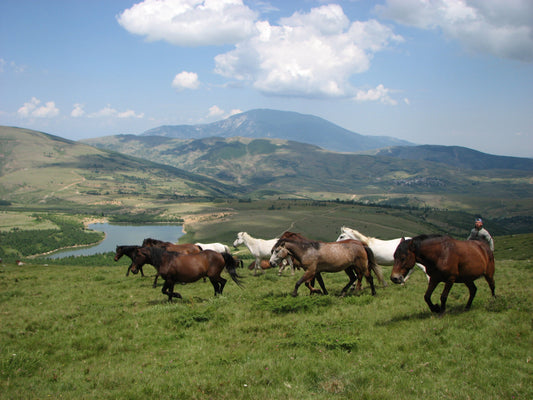 Albanian Horse Glossy Poster Picture Photo Print Banner  Booma Prints
