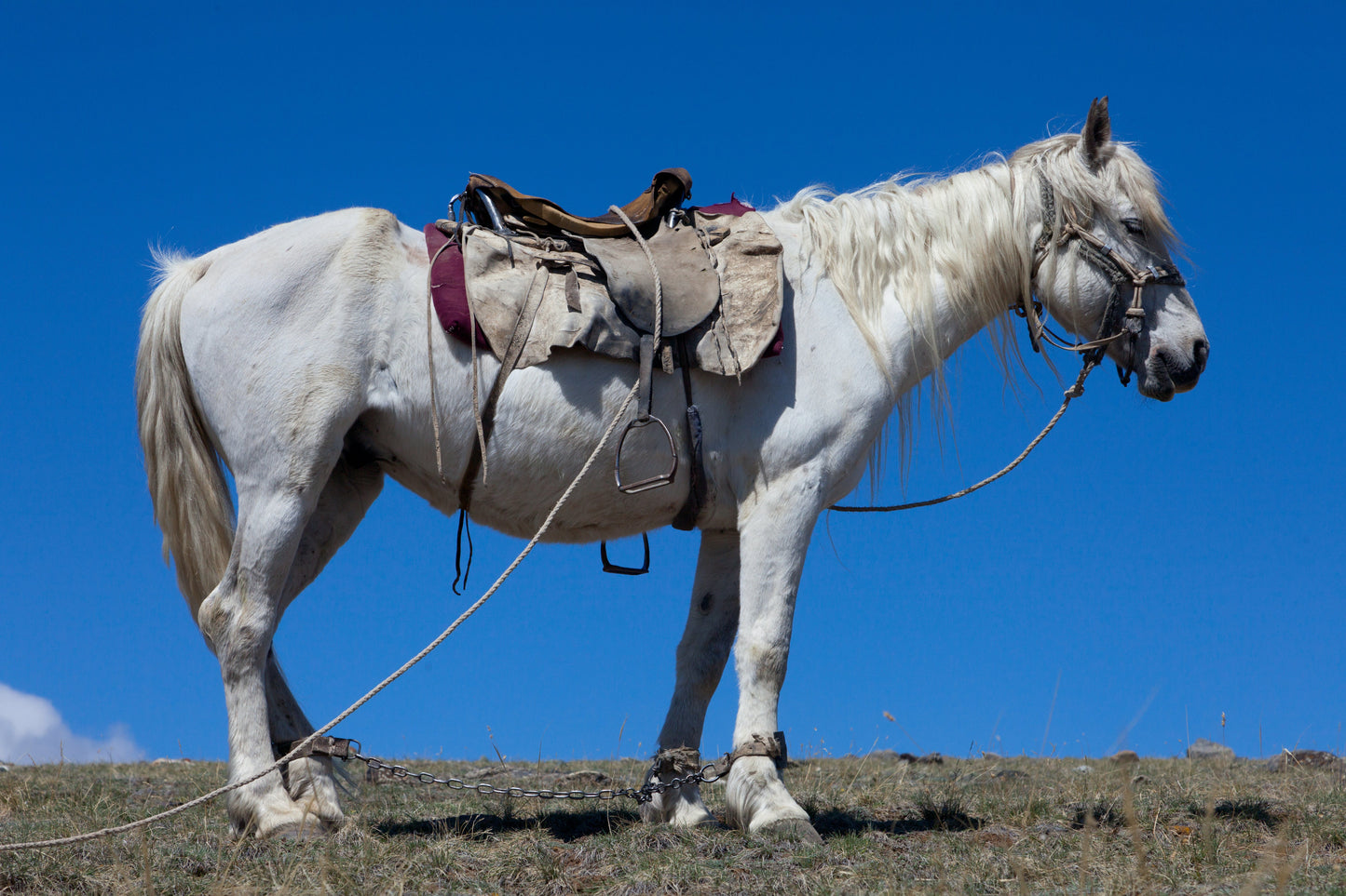 Altai Horse Glossy Poster Picture Photo Print Banner  Booma Prints
