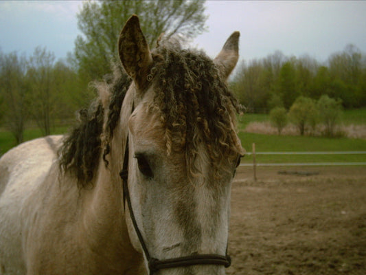 American Bashkir Curly Horse Glossy Poster Picture Photo Print Banner  Booma Prints