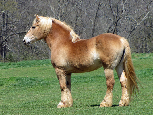 American Belgian Draft Horse Glossy Poster Picture Photo Print Banner  Booma Prints