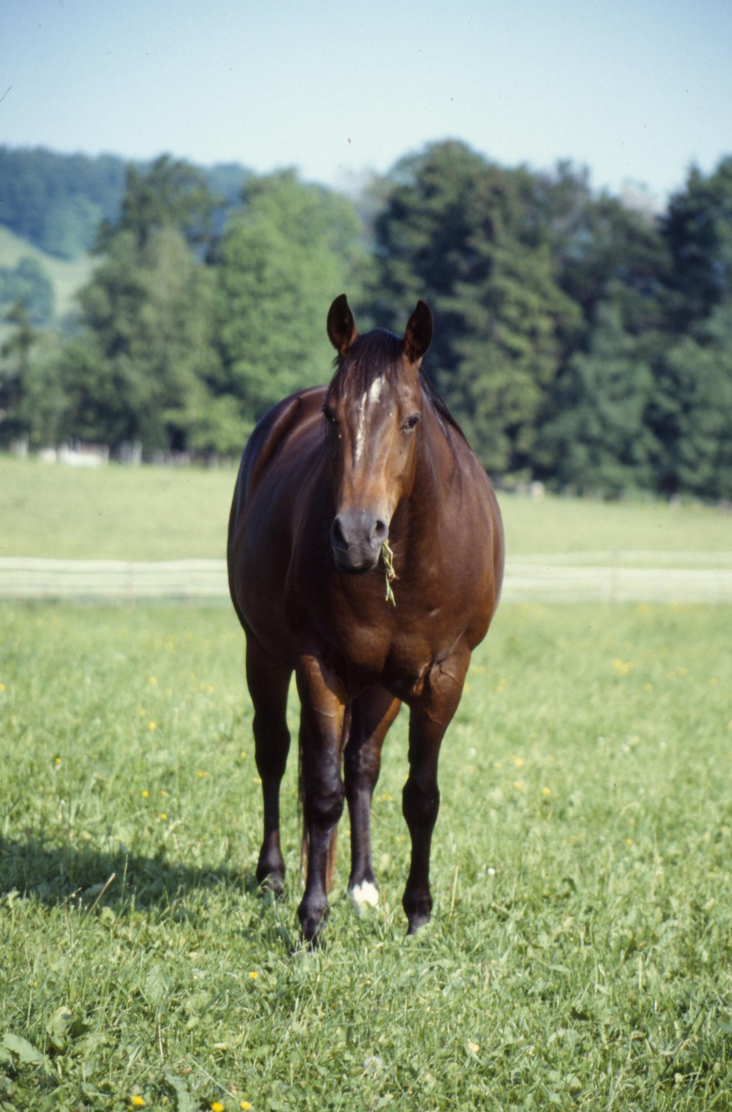 American Quarter Horse Glossy Poster Picture Photo Print Banner  Booma Prints