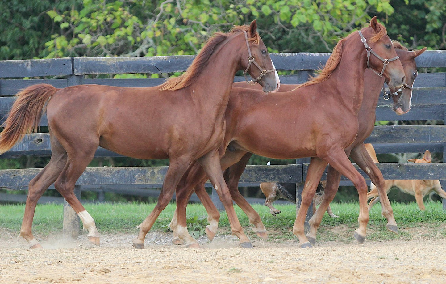 American Saddlebred Horse Glossy Poster Picture Photo Print Banner  Booma Prints