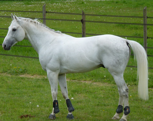 Anglo Arabian Horse Breed Glossy Poster Picture Photo Print Banner  Booma Prints