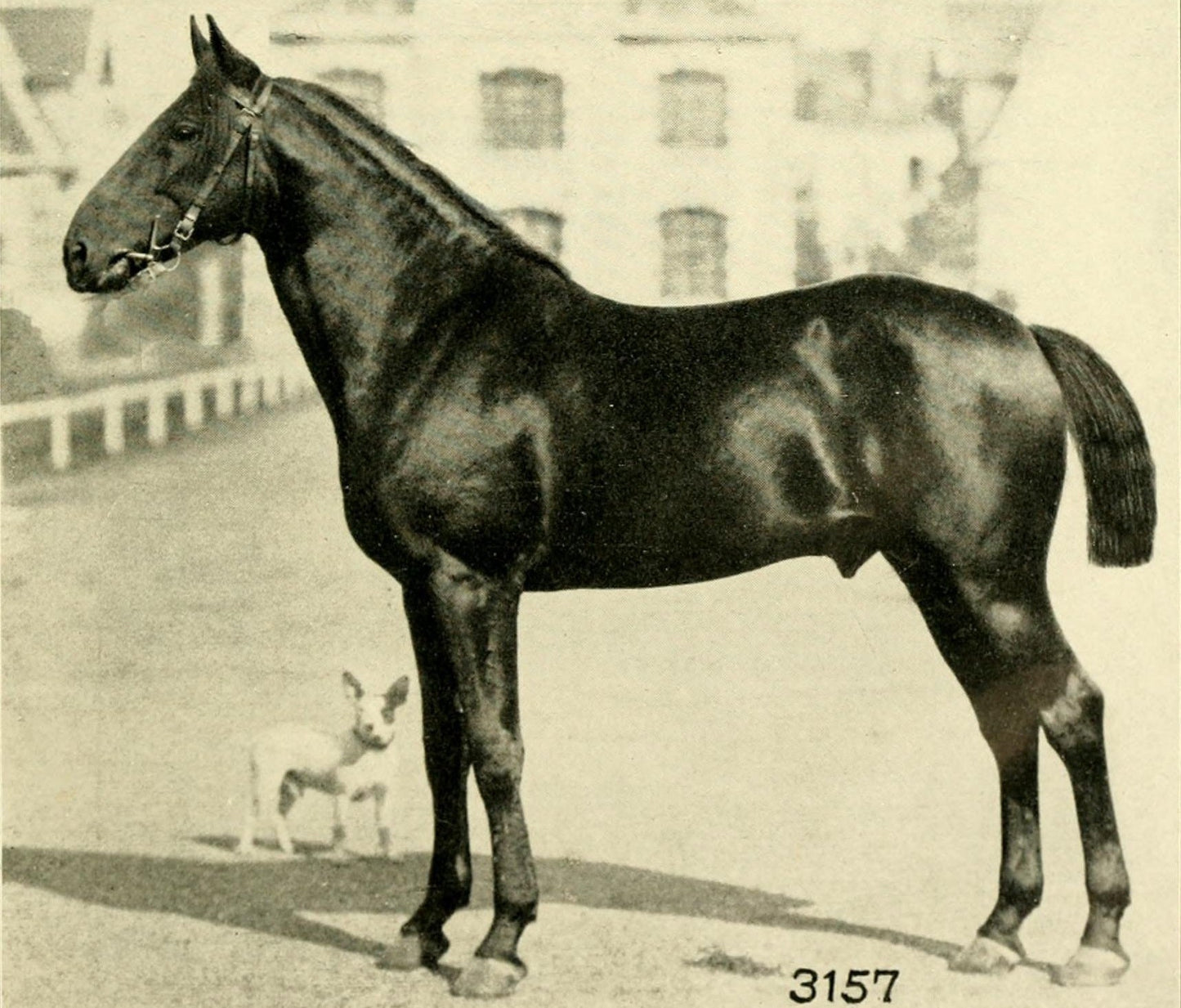 Anglo Norman Horse Breed Glossy Poster Picture Photo Print Banner  Booma Prints